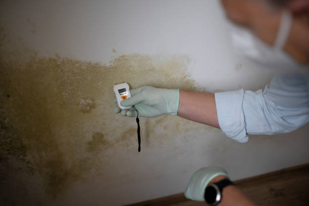Crawl Space Mold Removal in Brookhaven, PA
