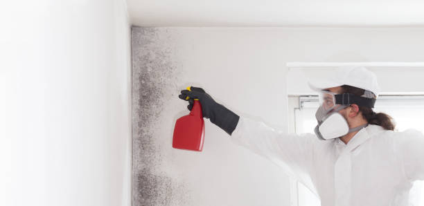 Best Residential Mold Removal  in Brookhaven, PA