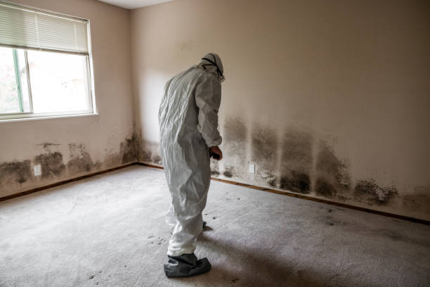 Best Crawl Space Mold Removal  in Brookhaven, PA
