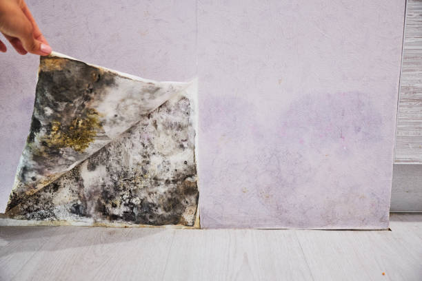 Best Black Mold Removal  in Brookhaven, PA